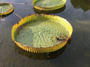 フラワーバスケットと水生植物を組み合わせたウォーターガーデンです。「花影の池」 大きなパラグアイオニバスの葉もみどころです。