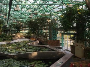 ロータス館内の温室「アトリウム」 熱帯スイレンを中心とした国内外の水生植物が、一年中花が楽しめます。