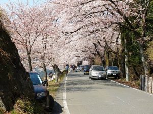 海津大崎の桜のトンネル