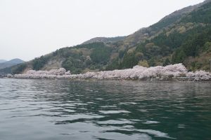 海津大崎の桜びわ湖から望む