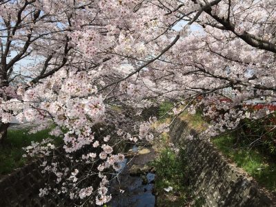 滋賀県大津市桜の穴場スポット