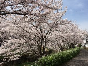 滋賀県大津市桜の穴場スポット