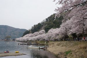 滋賀県海津大崎の桜