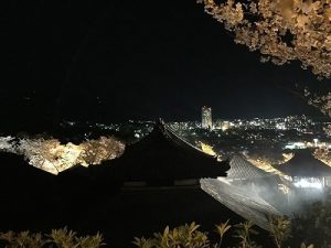 滋賀県有数の桜の名所三井寺