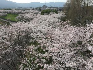 滋賀県大津市の桜の穴場