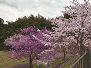 日吉大社近く「大宮川観光駐車場」の桜