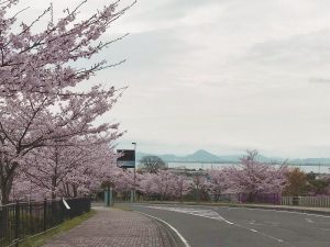 日吉大社近く「大宮川観光駐車場」の桜