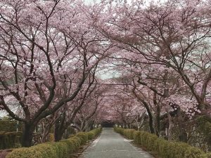 「西教寺」の桜