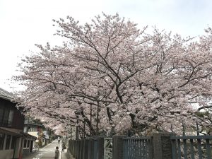 三井寺近く「琵琶湖疎水」の桜