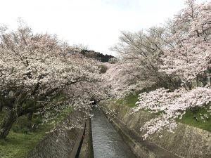 三井寺近く「琵琶湖疎水」の桜