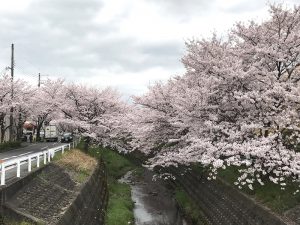 大津市瀬田駅近く「長沢川沿い」の桜