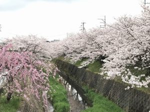 大津市瀬田駅近く「長沢川沿い」の桜