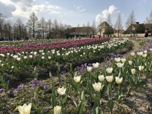 甲子園球場約9倍の広さの園内には、中世ドイツをイメージした建物とチューリップやコスモスなど四季折々の花が咲き誇っています