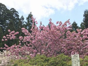 桜で染まる天空の春「比叡のさくら」－滋賀県大津市－
