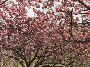 桜で染まる天空の春「比叡のさくら」－滋賀県大津市－