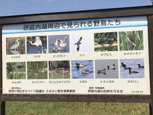 伊庭内湖周辺で見られる野鳥たち