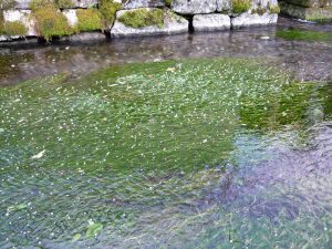 梅花藻（ばいかも）-滋賀県米原市-